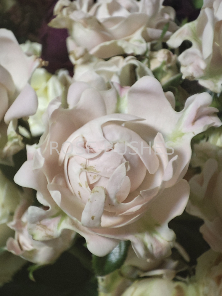 ���� ������. Sweet Ruffles. (�����, ����.) 